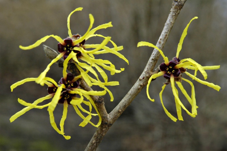 Witch Hazel  D Steinmeyer 